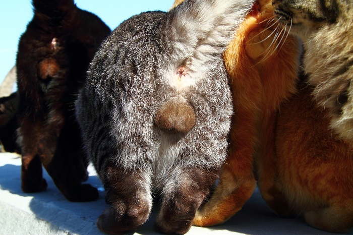 （写真:芳澤ルミ子）