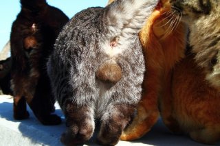 おやつタイムに大集合！ひときわ目を引くたわわ“にゃんたま”