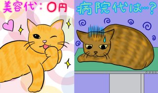 猫飼いたいけどお金が心配…固定費用は？ペット保険は必要？