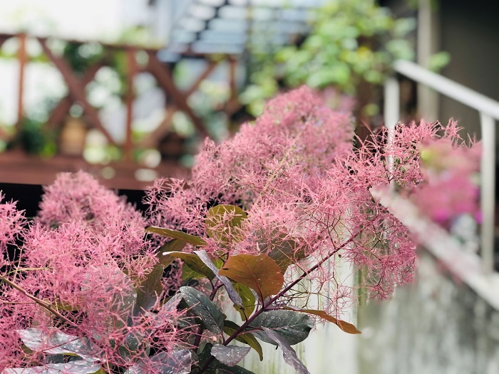 シンボルツリーにもオススメ