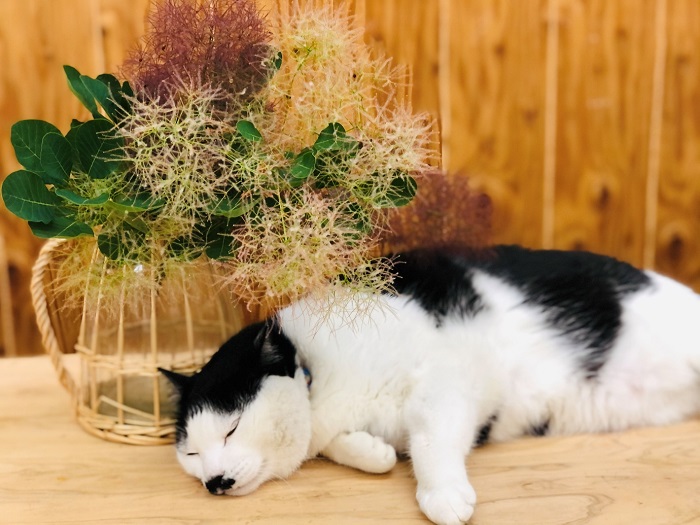 フワフワ部分に触っているとなんだか眠くなるの　ｂｙさぶ店長