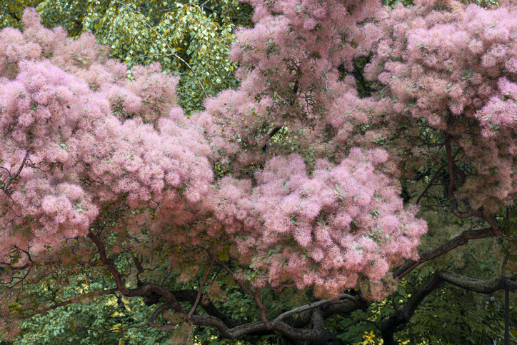 フワフワモクモク幻想的なスモークツリー（写真:iStock）