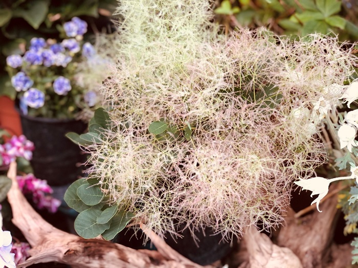 アナタの家のスモークツリーにモクモクがつかない心当たりがございませんか？