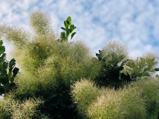 短い初夏のお楽しみ！モクモク「スモークツリー」の管理方法