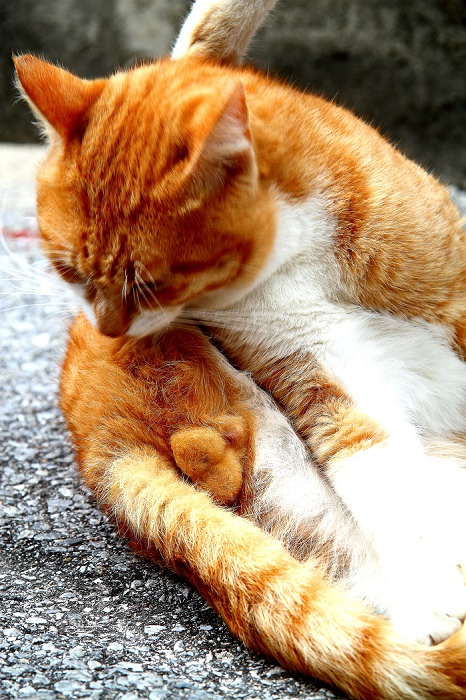 （写真:芳澤ルミ子）