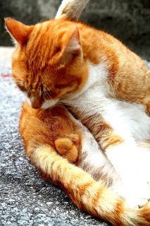 グルーミングは長～いけど…“にゃんたまチャンス”は必ず来る