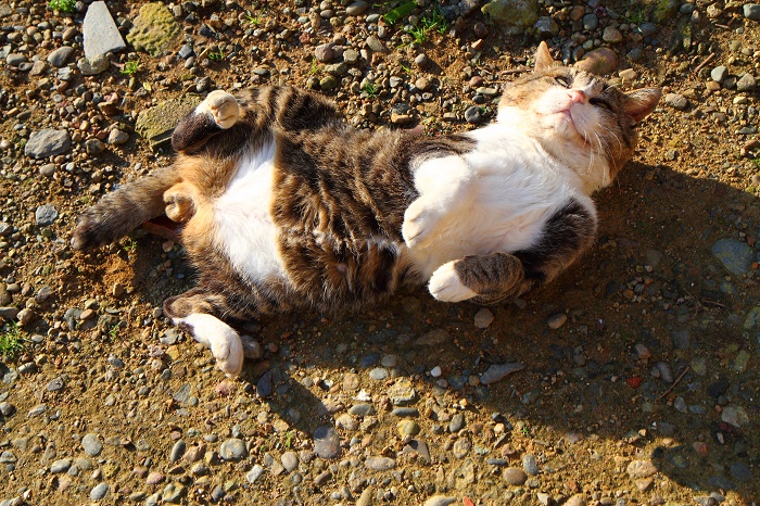 （写真:芳澤ルミ子）