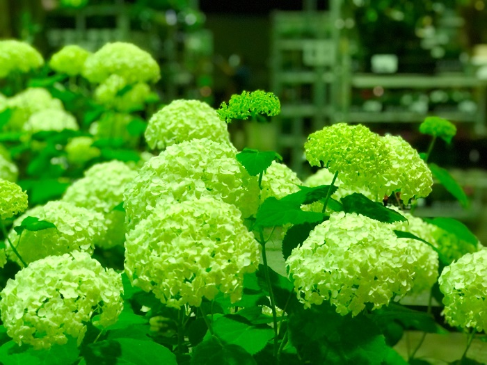 真夜中の花市場は植物たちの話し声が聞こえてきそう