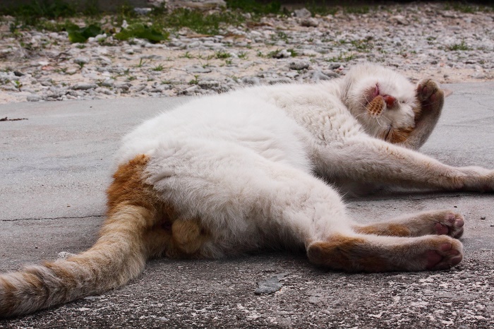 （写真:芳澤ルミ子）