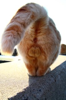 なぜ“にゃんたま”を撮り続ける？カメラマンの気持ちいい瞬間