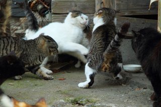 ルール違反はダメにゃ！ボス“にゃんたま”が若頭に怒りの鉄拳