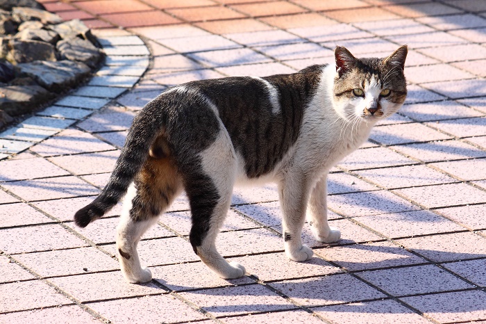 （写真:芳澤ルミ子）