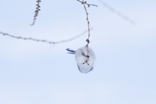 シマエナガちゃんスペシャル 2021.6.27（日）