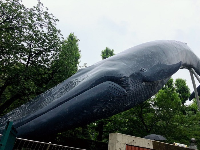 でっかいことはいいことだ！シロナガスクジラたんにまず萌える♡（C）コクハク