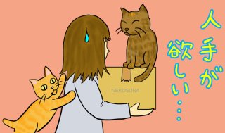 愛猫と婚活とパートナー…あなたは何を優先し大事にしますか
