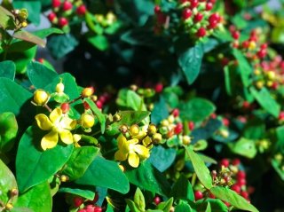 魔除けの花を吊るして家庭円満！幸せ爽やかな香りヒペリカム