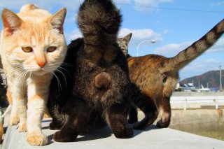 我こそは！ レンズの前でモデル立候補する“にゃんたま”たち