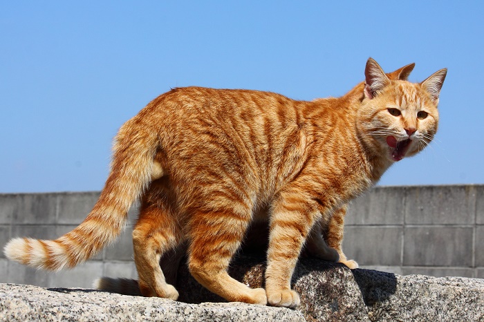 （写真:芳澤ルミ子）