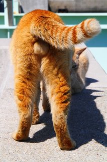 後ろ姿がカッコいい！ 自信たっぷりオーラ全開“にゃんたま”