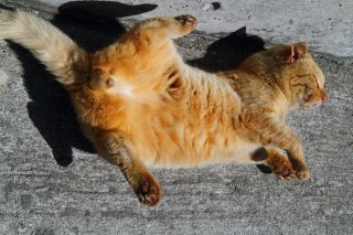 高速シャッターで激写！ コロンコロン“にゃんたま”をパチリ