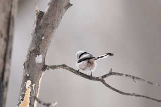 おりひめちゃん 2021.7.7（水）