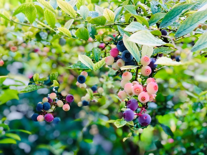 今年も我が家のブルーベリーの実付きは最高