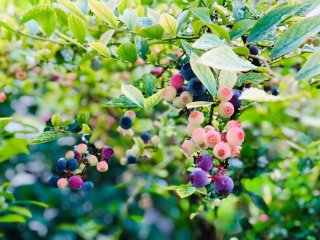 ビギナーでも簡単！ブルーベリーを大収穫する3つのポイント