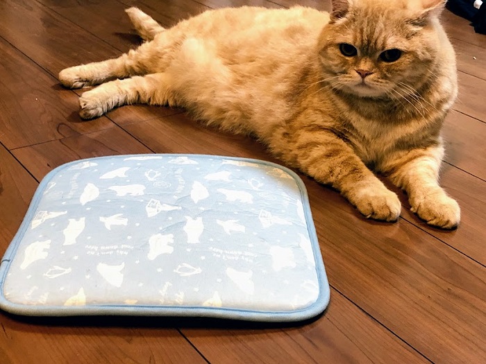 クッションをよけてくつろぐこっちゃん（C）コクハク