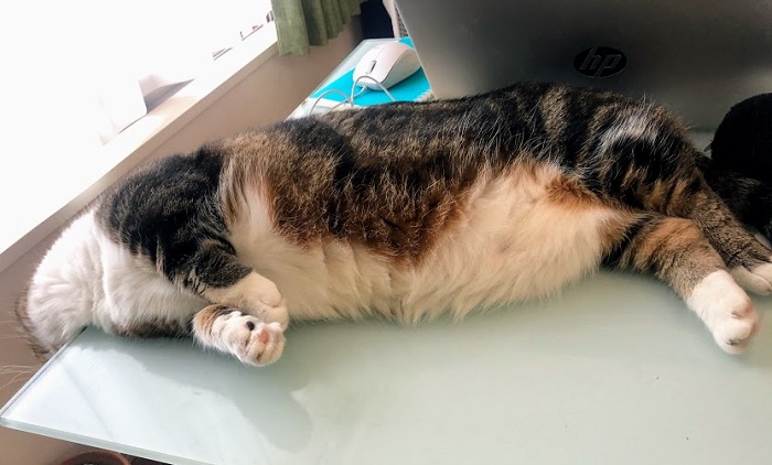 首どこいった（C）コクハク