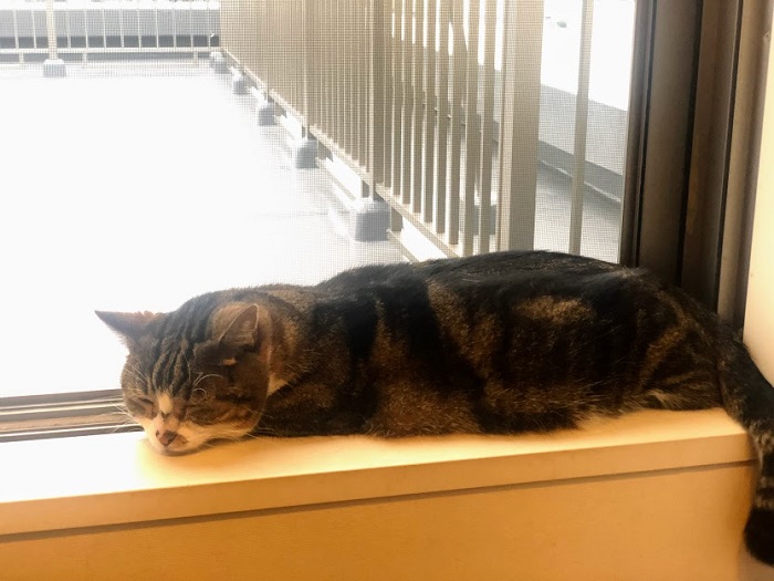 もん様の夏の定位置（C）コクハク