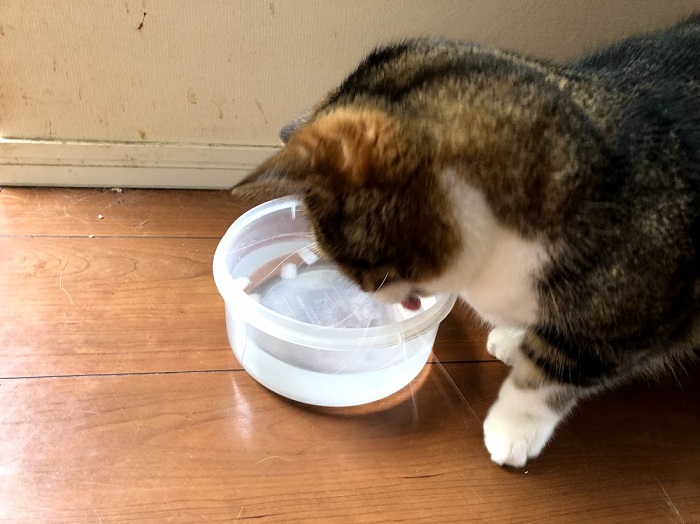 氷水にするとよく飲んでくれます（C）コクハク