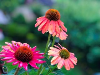 “なんじゃこりゃ？”なお花が大人気！「エキナセア」の魅力