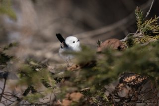 おにょ？ 2021.7.17（土）