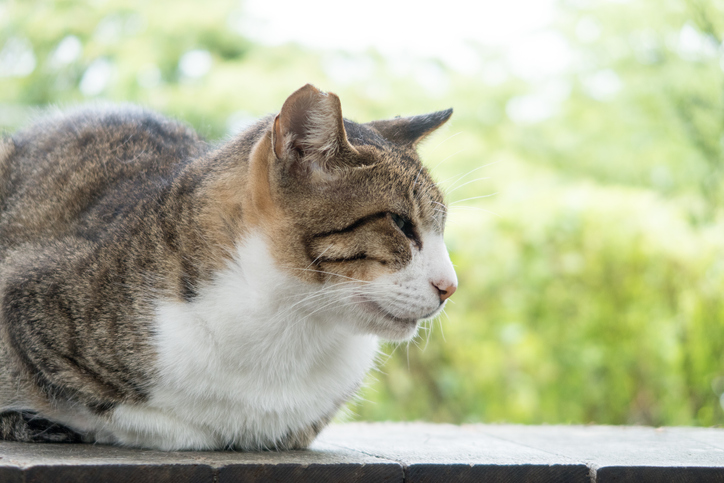 「さくら猫」の輪がもっと広がりますように（写真:iStock）