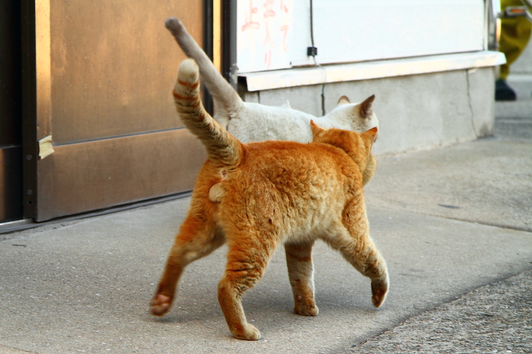 （写真:芳澤ルミ子）