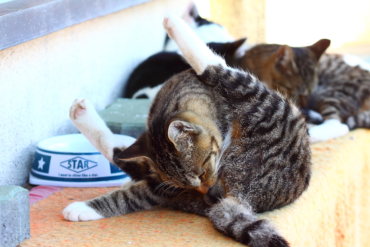 （写真:芳澤ルミ子）