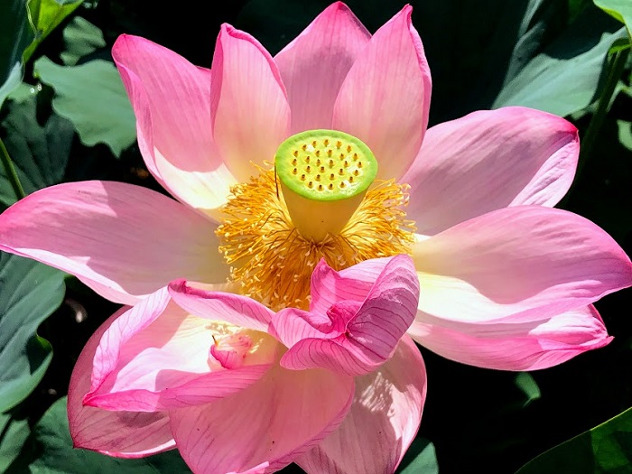 立派な大賀ハス（C）コクハク