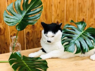 大きな葉っぱが幸運を招き入れる「モンステラ」のスゴイ威力