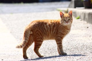 初恋の気持ちを思い出す…ミステリアスな“にゃんたま”青年