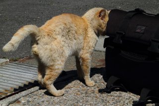 中に入れるかにゃ？カメラバッグをチェックする“にゃんたま”