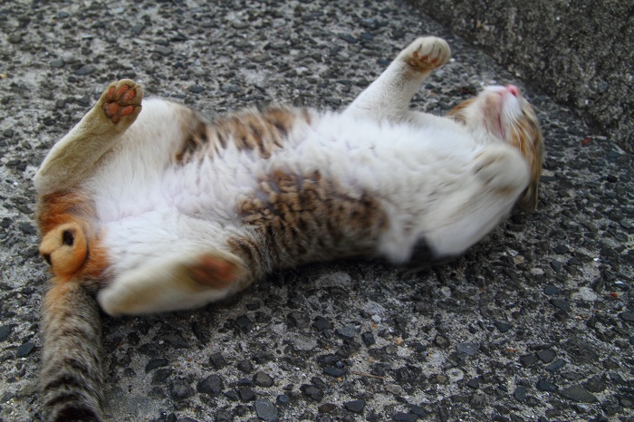 （写真:芳澤ルミ子）