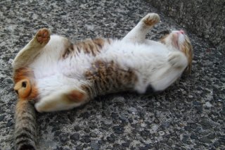 貴重な縞三毛猫“にゃんたま”パワーで負のスパイラルを断つ！