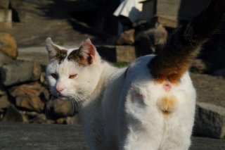 オーラは凄いけど…“にゃんたま”のギャップ萌えにメロメロ