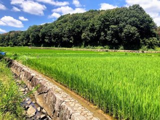 横浜の秘境！「寺家ふるさと村」で癒される 2021.8.13（金）