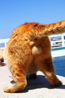 カッコいい！完璧なポージングの美尻“にゃんたま”にうっとり