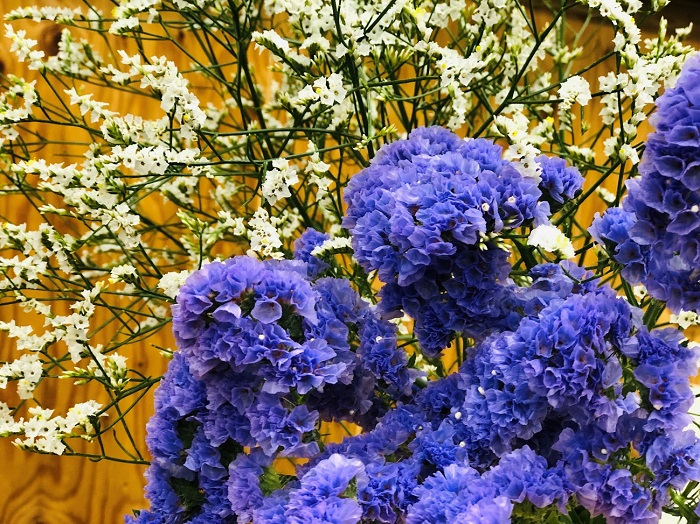 種類も豊富なスターチスでございます