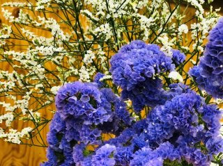 種類も豊富なスターチスでございます