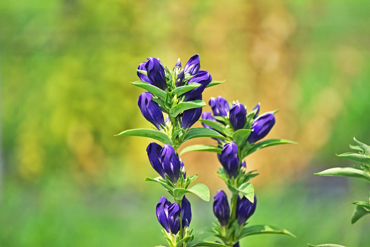 劣化に強いリンドウ（写真:iStock）