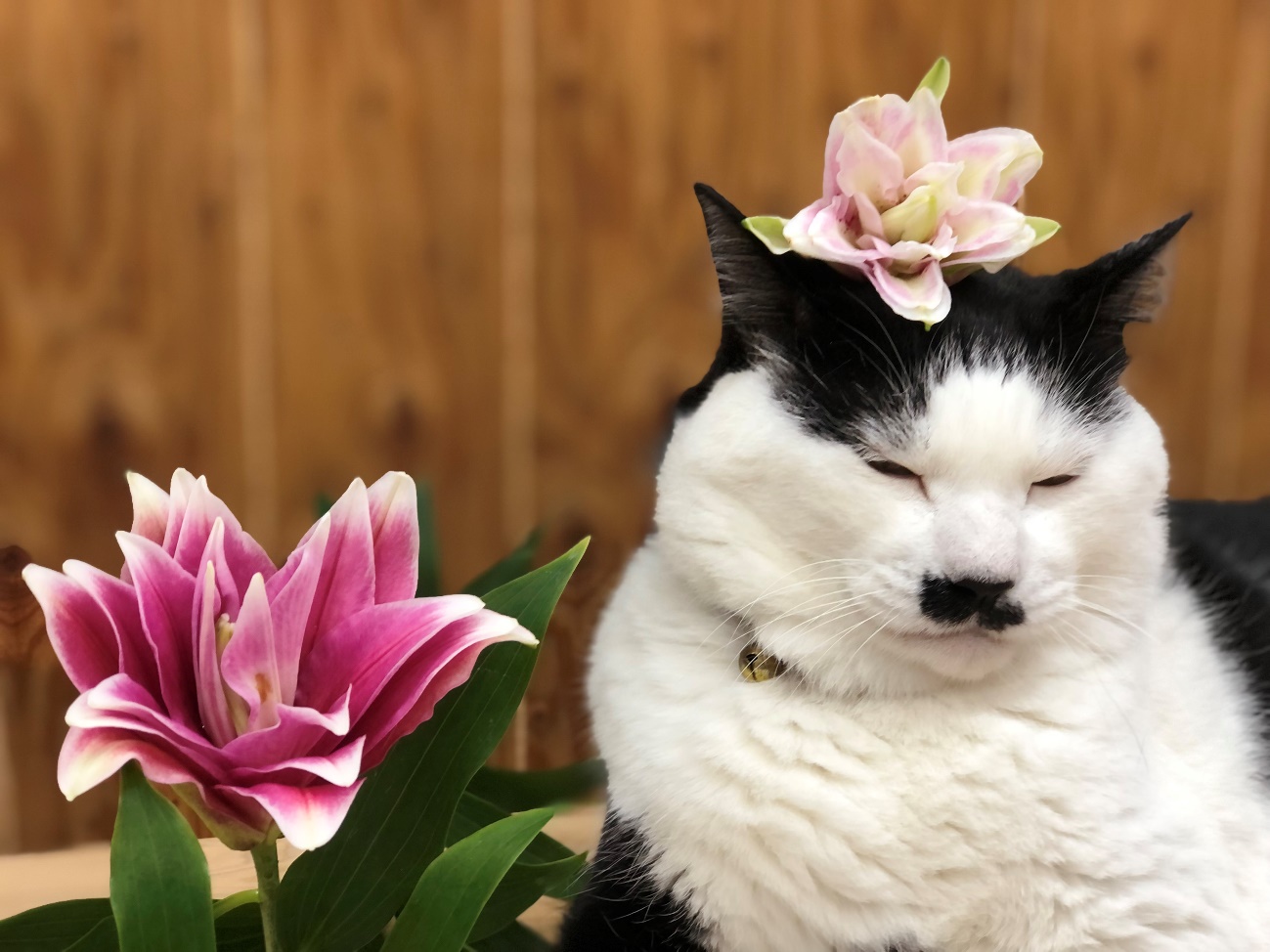 ワシほど頭の上にユリの花をのせられる猫はいないと思う　ｂｙさぶ店長