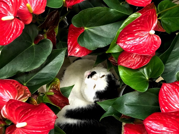 葉っぱも花もハートでウキウキ　ｂｙさぶ店長